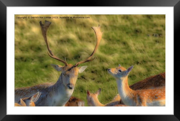 Curious Fawn Meets Stately Stag Framed Mounted Print by Derrick Fox Lomax