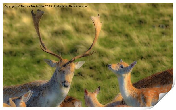 Fallow Deer Stag And Fawn Print by Derrick Fox Lomax