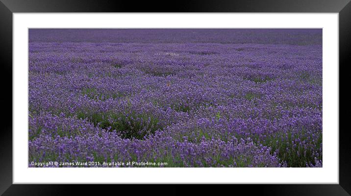 Lavender Field 5 Framed Mounted Print by James Ward