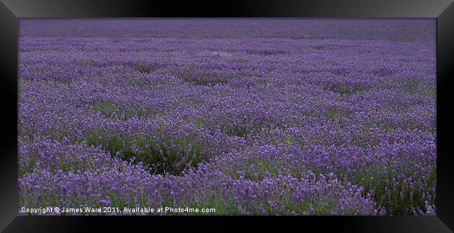 Lavender Field 5 Framed Print by James Ward