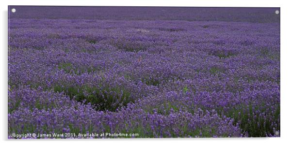Lavender Field 5 Acrylic by James Ward