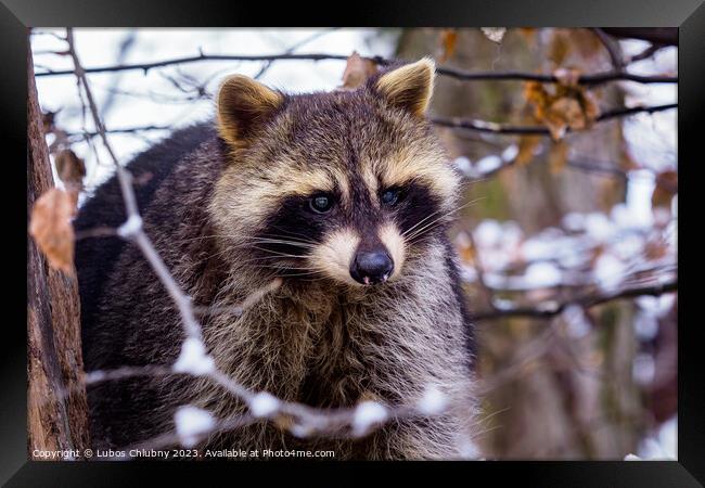 Raccoon (Procyon lotor) in winter. Also known as the North American raccoon. Framed Print by Lubos Chlubny