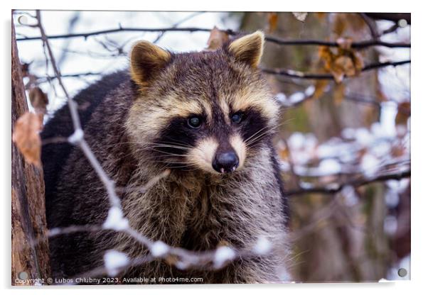 Raccoon (Procyon lotor) in winter. Also known as the North American raccoon. Acrylic by Lubos Chlubny