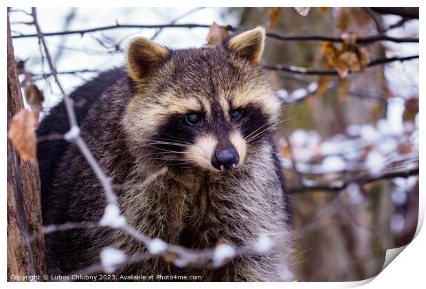 Raccoon (Procyon lotor) in winter. Also known as the North American raccoon. Print by Lubos Chlubny