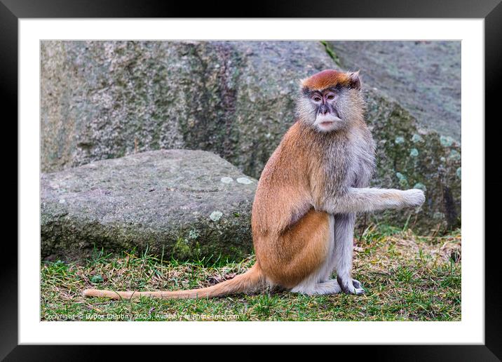 Patas Monkey (Erythrocebus patas) Framed Mounted Print by Lubos Chlubny