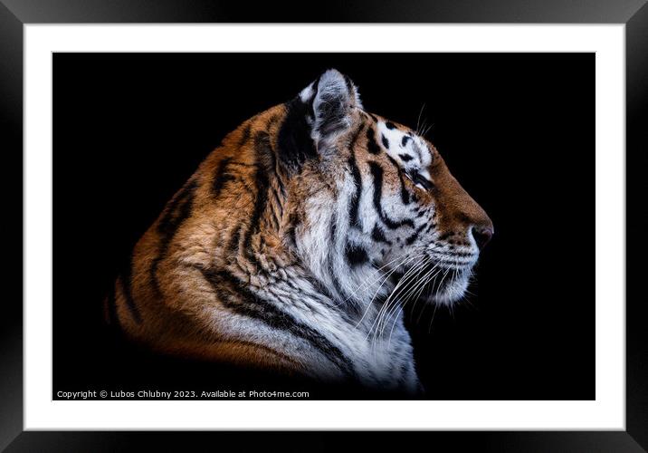 Front view of Siberian tiger isolated on black background. Portr Framed Mounted Print by Lubos Chlubny