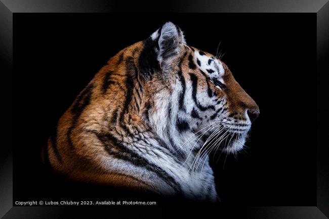 Front view of Siberian tiger isolated on black background. Portr Framed Print by Lubos Chlubny