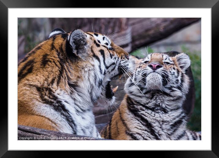 Siberian tiger with cub, Panthera tigris altaica Framed Mounted Print by Lubos Chlubny