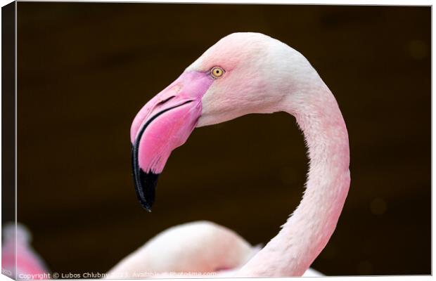 Greater flamingo, Phoenicopterus roseus. Close up detail of pink flamingo. Canvas Print by Lubos Chlubny
