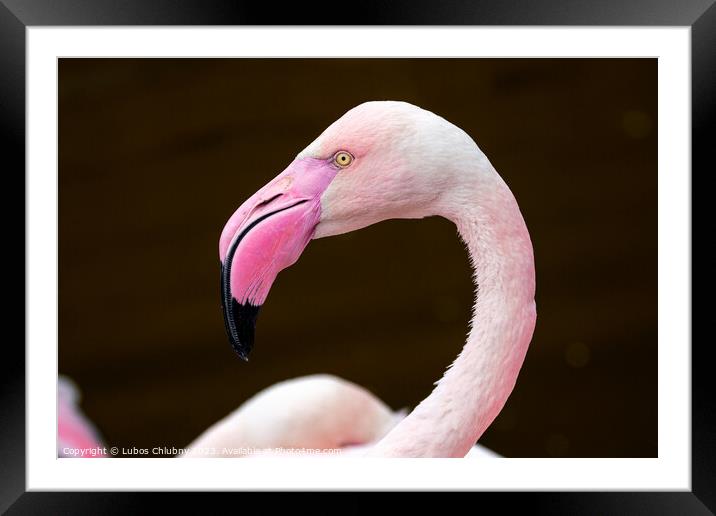 Greater flamingo, Phoenicopterus roseus. Close up detail of pink flamingo. Framed Mounted Print by Lubos Chlubny
