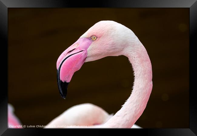 Greater flamingo, Phoenicopterus roseus. Close up detail of pink flamingo. Framed Print by Lubos Chlubny