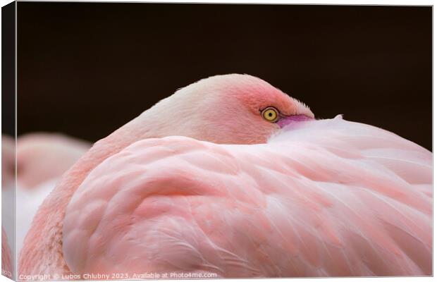 Greater flamingo, Phoenicopterus roseus. Close up detail of head and eye. Canvas Print by Lubos Chlubny