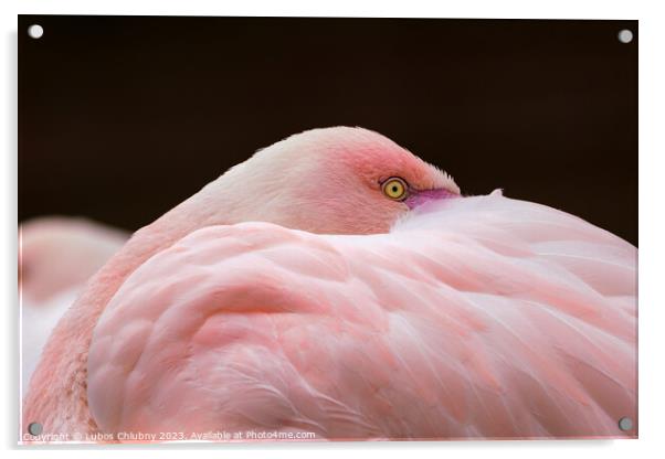 Greater flamingo, Phoenicopterus roseus. Close up detail of head and eye. Acrylic by Lubos Chlubny