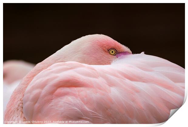 Greater flamingo, Phoenicopterus roseus. Close up detail of head and eye. Print by Lubos Chlubny