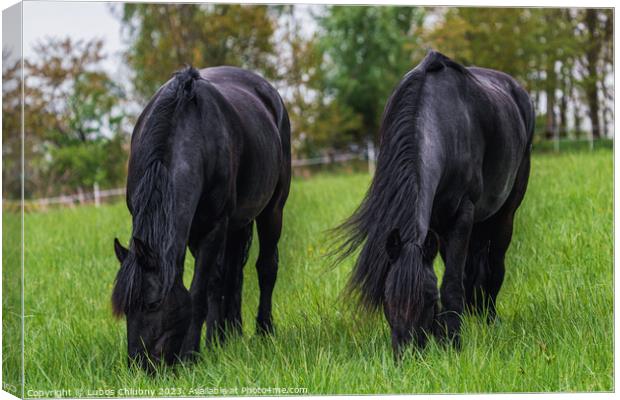 Friesian horse grazing in the meadow Canvas Print by Lubos Chlubny