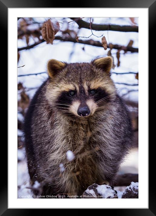Raccoon (Procyon lotor) in winter. Also known as the North American raccoon. Framed Mounted Print by Lubos Chlubny