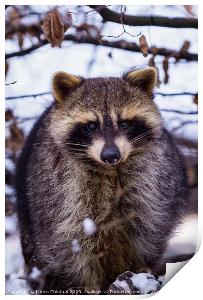 Raccoon (Procyon lotor) in winter. Also known as the North American raccoon. Print by Lubos Chlubny