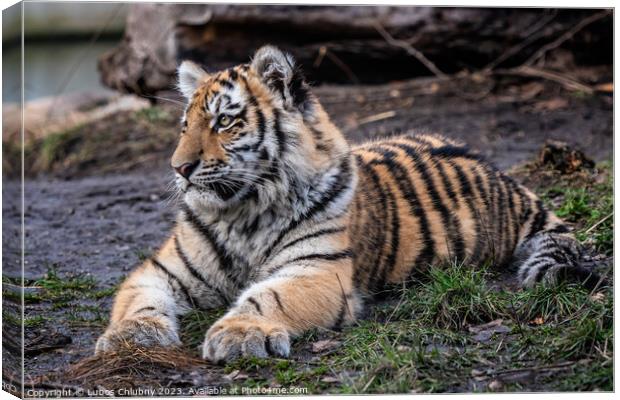 Cute siberian tiger cub, Panthera tigris altaica Canvas Print by Lubos Chlubny