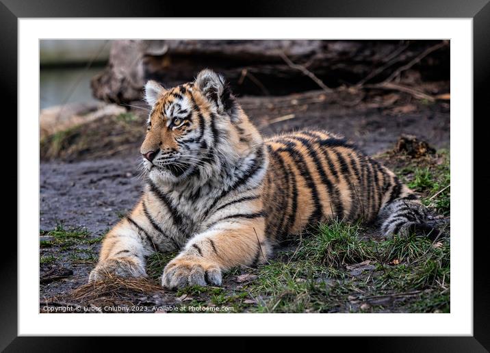 Cute siberian tiger cub, Panthera tigris altaica Framed Mounted Print by Lubos Chlubny