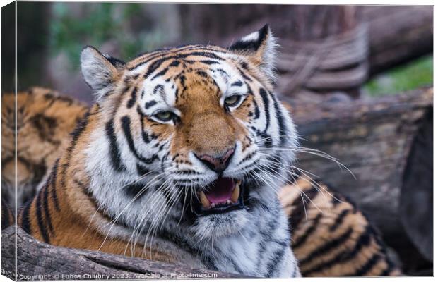 Siberian tiger, Panthera tigris altaica Canvas Print by Lubos Chlubny