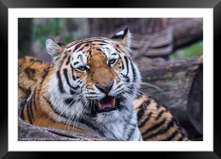Siberian tiger, Panthera tigris altaica Framed Mounted Print by Lubos Chlubny