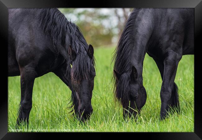 Friesian horse grazing in the meadow Framed Print by Lubos Chlubny