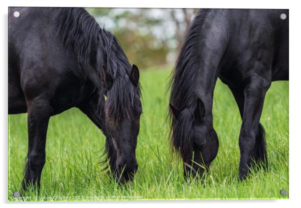 Friesian horse grazing in the meadow Acrylic by Lubos Chlubny