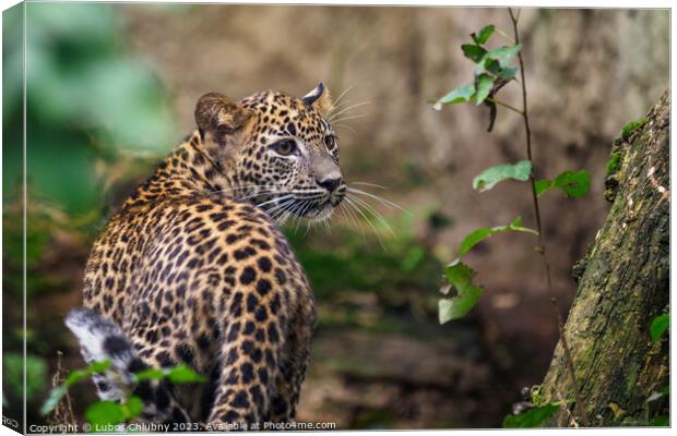 Sri Lankan leopard cub, Panthera pardus kotiya Canvas Print by Lubos Chlubny