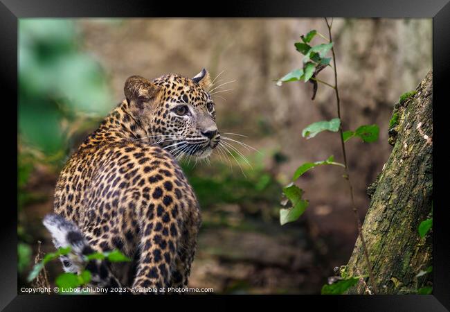 Sri Lankan leopard cub, Panthera pardus kotiya Framed Print by Lubos Chlubny