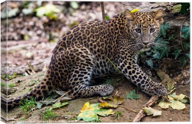 Sri Lankan leopard cub, Panthera pardus kotiya Canvas Print by Lubos Chlubny