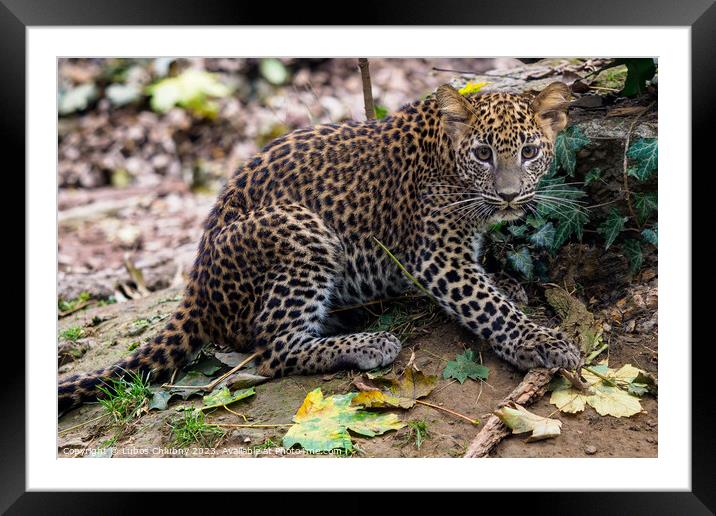 Sri Lankan leopard cub, Panthera pardus kotiya Framed Mounted Print by Lubos Chlubny