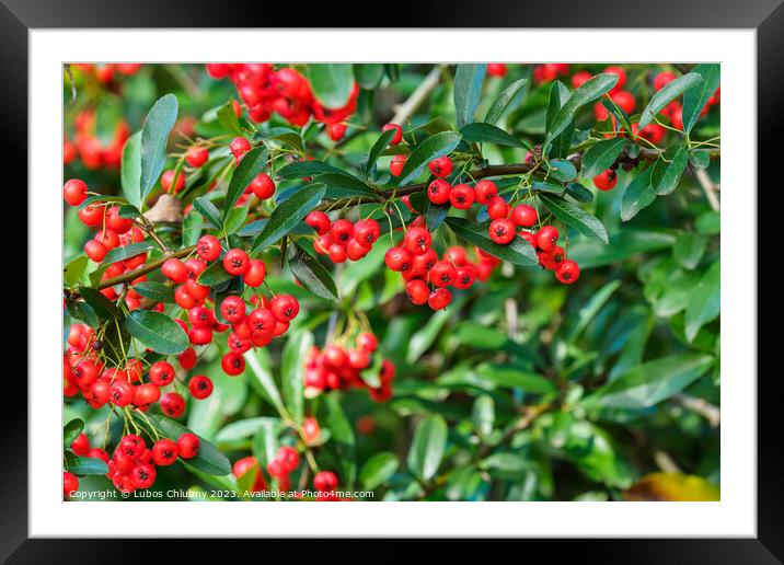 Firethorn berries. Pyracantha coccinea scarlet firethorn ornamen Framed Mounted Print by Lubos Chlubny