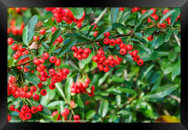 Firethorn berries. Pyracantha coccinea scarlet firethorn ornamen Framed Print by Lubos Chlubny