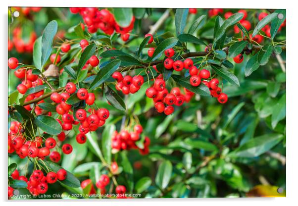 Firethorn berries. Pyracantha coccinea scarlet firethorn ornamen Acrylic by Lubos Chlubny