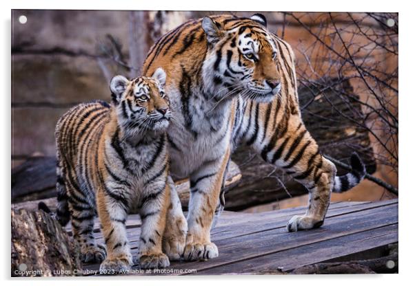 Siberian tiger with cub, Panthera tigris altaica Acrylic by Lubos Chlubny