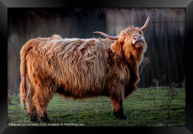 A large Highland Cow standing by a Scottish Loch in late evening Sunshine. Framed Print by Joe Dailly