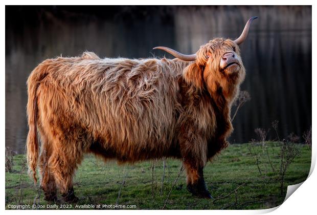 A large Highland Cow standing by a Scottish Loch in late evening Sunshine. Print by Joe Dailly