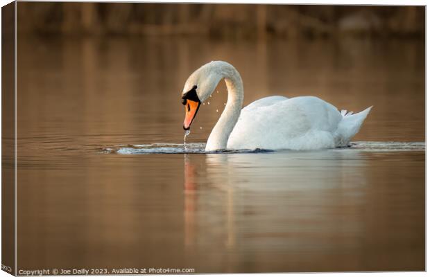 A mute Swan on calm loch Canvas Print by Joe Dailly