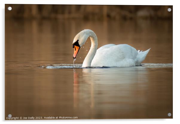 A mute Swan on calm loch Acrylic by Joe Dailly