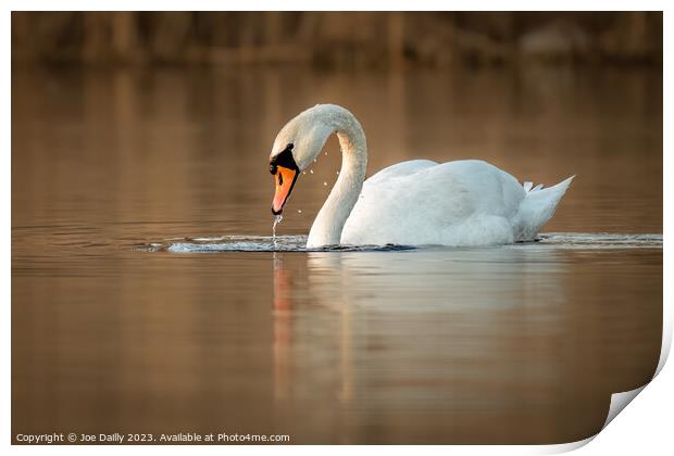 A mute Swan on calm loch Print by Joe Dailly