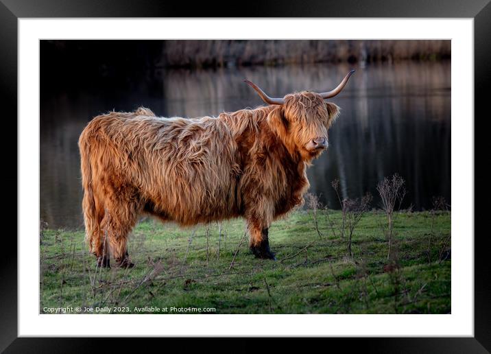 Scottish Highland Cow Framed Mounted Print by Joe Dailly