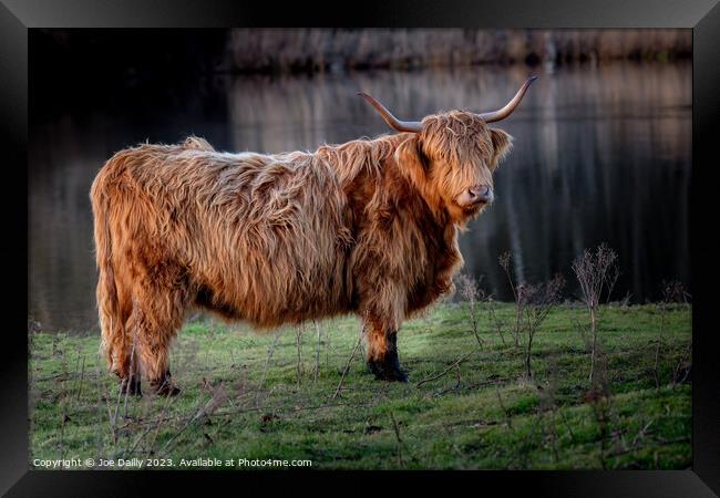 Scottish Highland Cow Framed Print by Joe Dailly