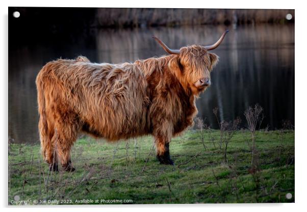 Scottish Highland Cow Acrylic by Joe Dailly
