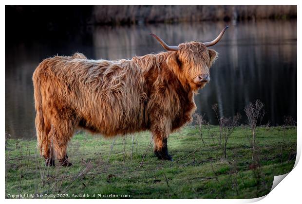 Scottish Highland Cow Print by Joe Dailly