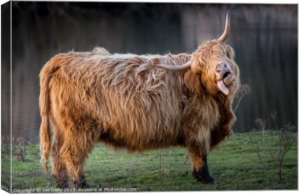 A large Highland Cow standing by a Scottish Loch in late evening Sunshine. Canvas Print by Joe Dailly