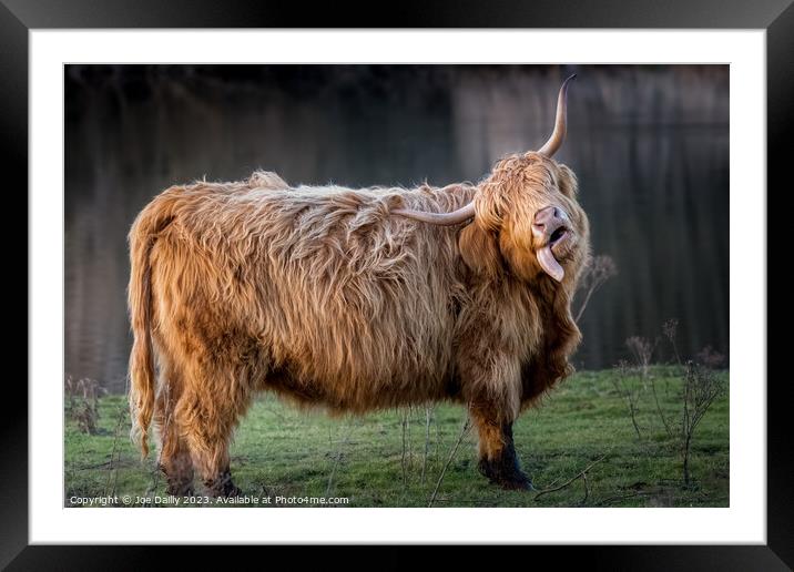 A large Highland Cow standing by a Scottish Loch in late evening Sunshine. Framed Mounted Print by Joe Dailly