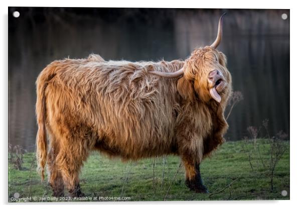 A large Highland Cow standing by a Scottish Loch in late evening Sunshine. Acrylic by Joe Dailly