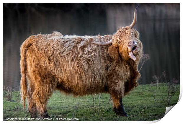 A large Highland Cow standing by a Scottish Loch in late evening Sunshine. Print by Joe Dailly