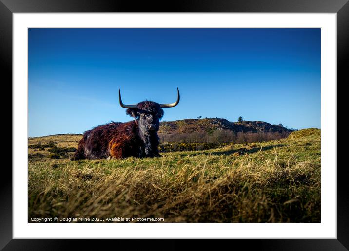 Highland Cow Framed Mounted Print by Douglas Milne