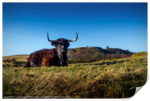 Highland Cow Print by Douglas Milne